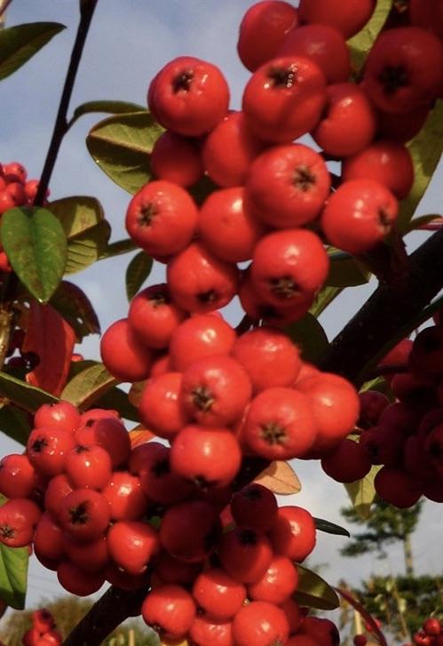 COTONEASTER Cornubia