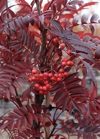 SORBUS commixa Carmencita