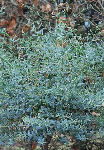 EUCALYPTUS gunnii French Bleu