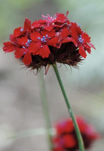 DIANTHUS cruentus