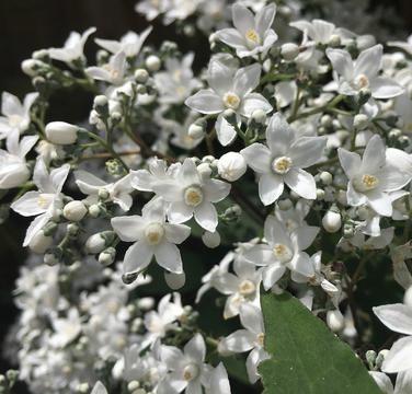DEUTZIA multiradiata