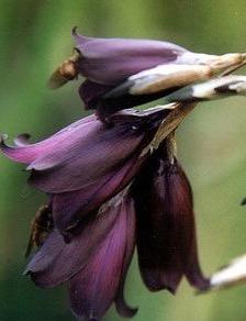 DIERAMA blackbird