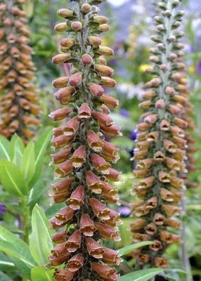 DIGITALIS parviflora