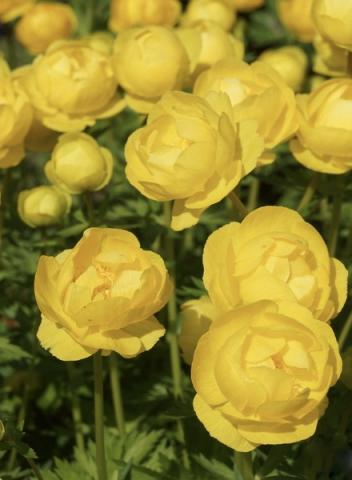 TROLLIUS europaeus  Lemon Supreme