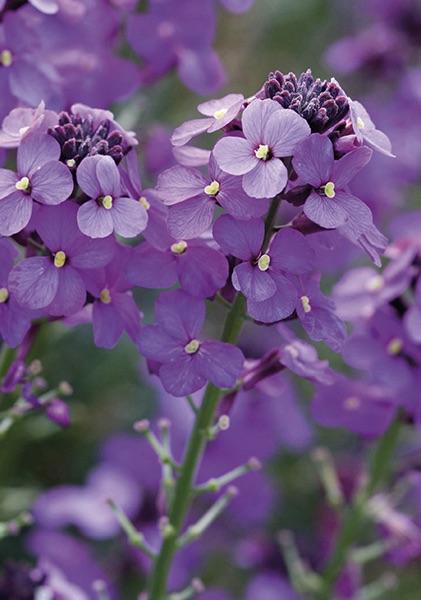 ERYSIMUM Bowles Mauve