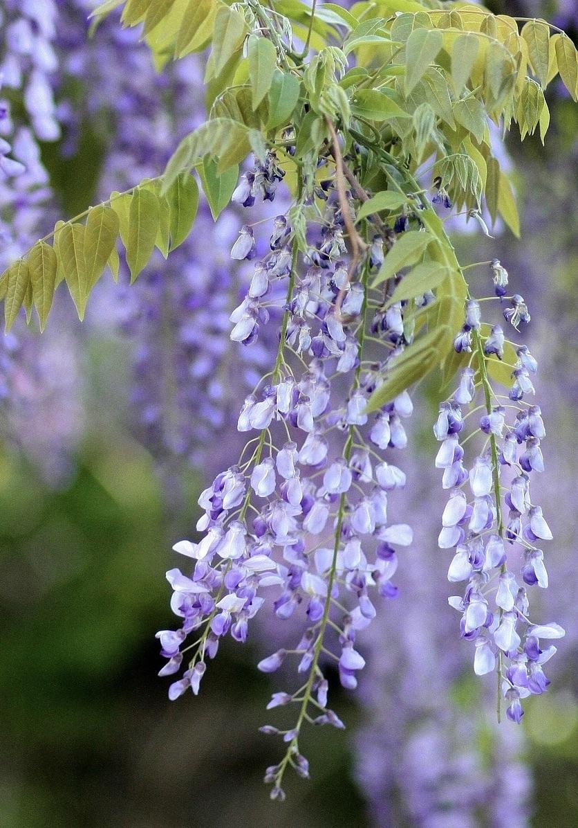 WISTERIA Harlequin