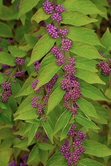 CALLICARPA dichotoma