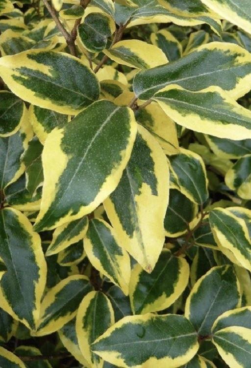 ELAEAGNUS x ebbingei Gilt Edge