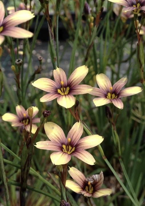 SISYRINCHIUM Biscutella