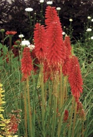 KNIPHOFIA Redhot Popsicle