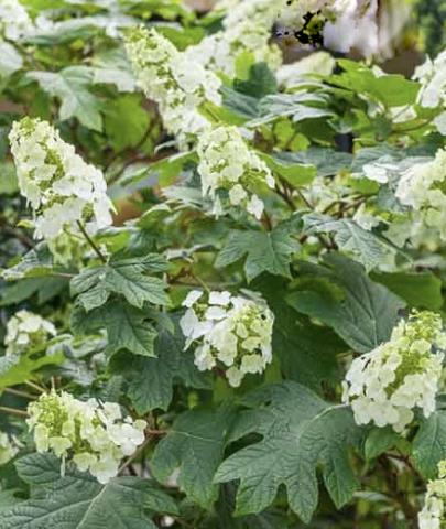 HYDRANGEA quercifolia Snow Queen