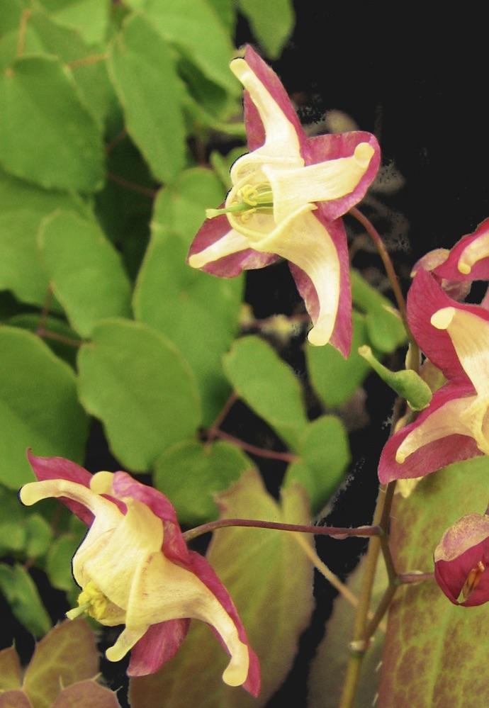 EPIMEDIUM Little Shrimp