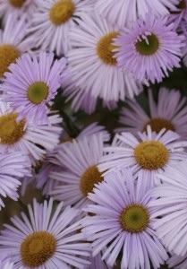 ERIGERON Quakeress