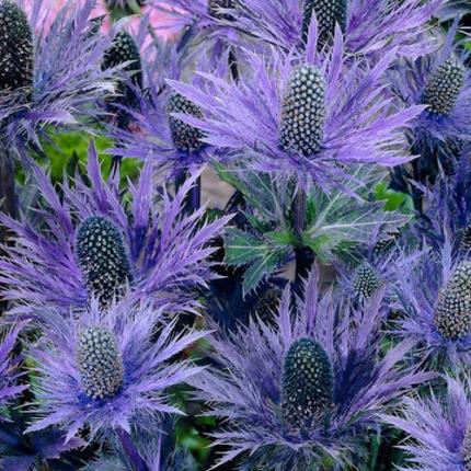 ERYNGIUM alpinum Blue Star