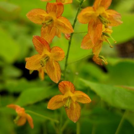 EPIMEDIUM warleyense