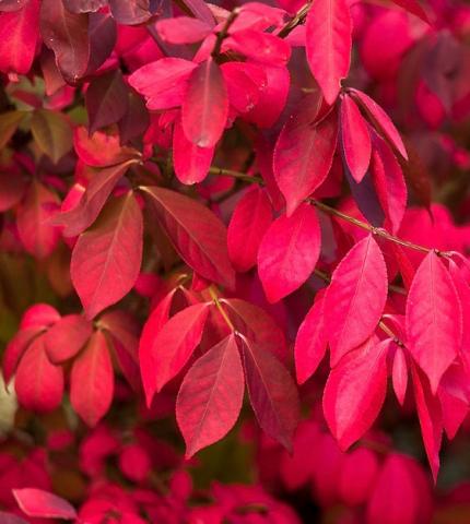 EUONYMUS alatus Compactus