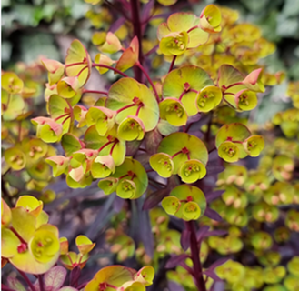 EUPHORBIA Miners Merlot