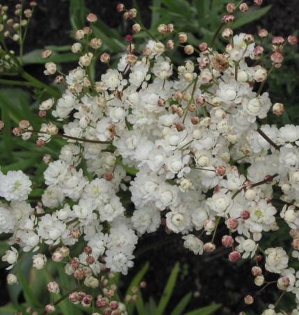 FILIPENDULA vulgaris Plena