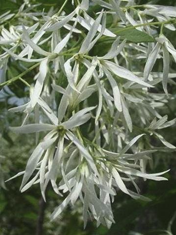 CHIONANTHUS virginicus