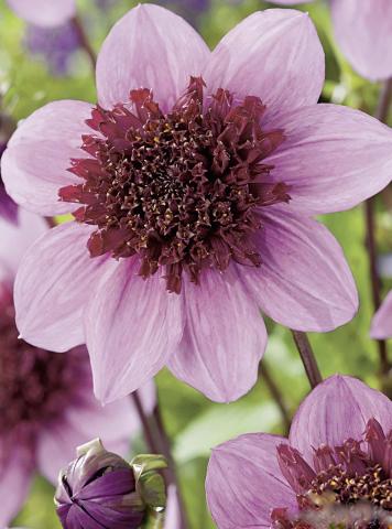 DAHLIA  Blue Bayou