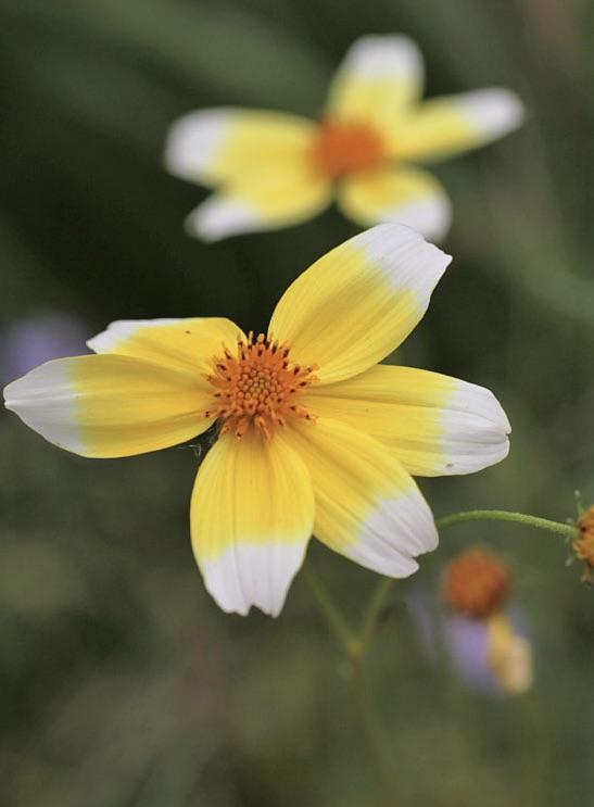 BIDENS aurea Hannay’s Lemon Drops