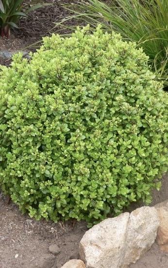 PITTOSPORUM Golf Ball