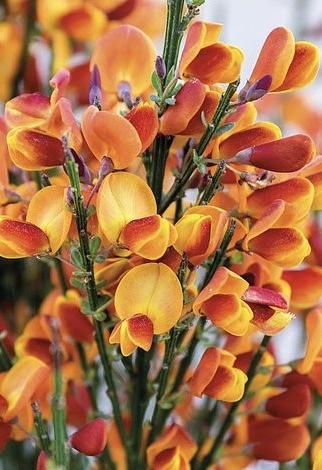 CYTISUS praecox Lena