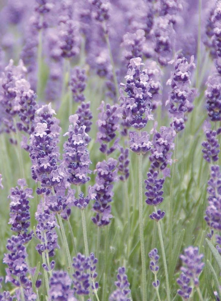 LAVANDULA Grosso