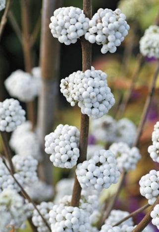 CALLICARPA bodineri Magical Snowstar