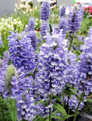 NEPETA nervosa Blue Moon