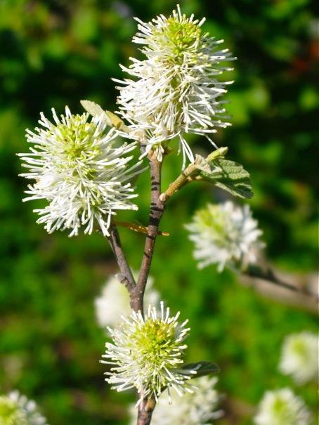 FOTHERGILLA major