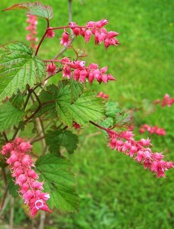 NEILLIA thibetica