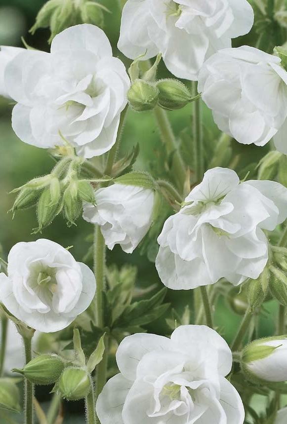 GERANIUM pratense Laura