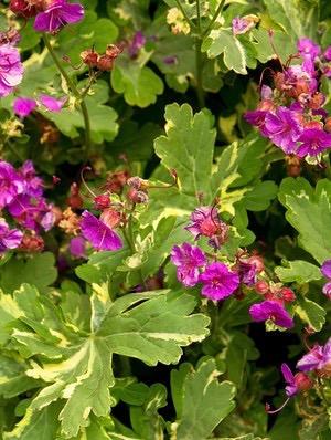 GERANIUM macrorhizum Variegatum