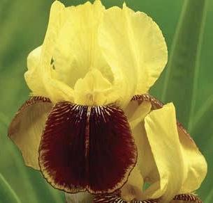 IRIS germanica Rajah