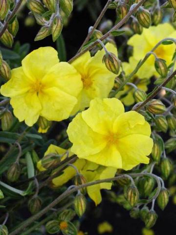 HELIANTHEMUM Wisley Primrose