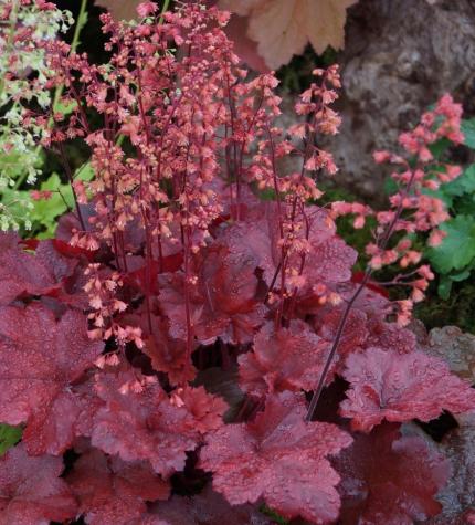 HEUCHERA Cherry Cola