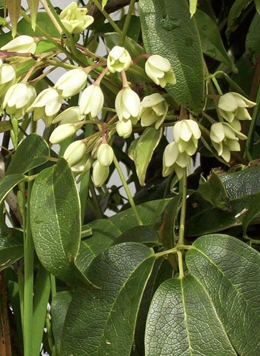 HOLBOELLIA latifolia