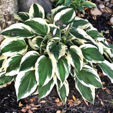 HOSTA Minuteman