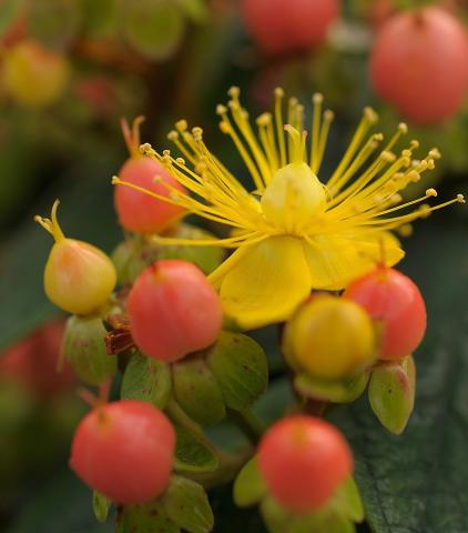 HYPERICUM inodorum Magical Beauty