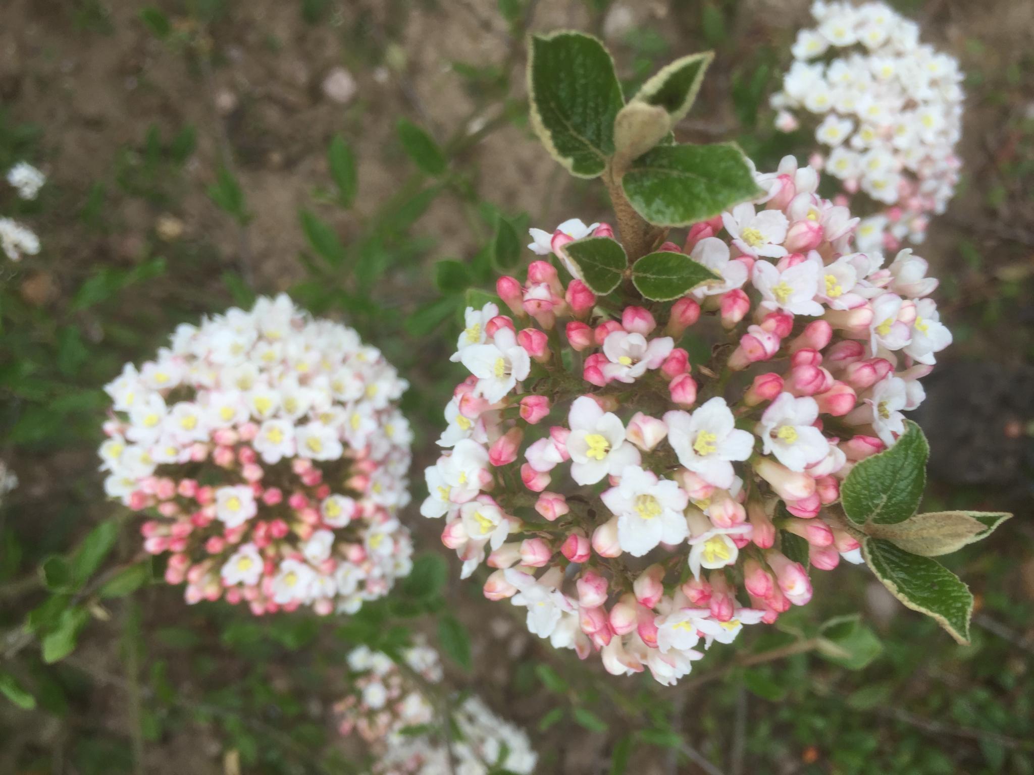 VIBURNUM X burkwoodii  Ann Russell