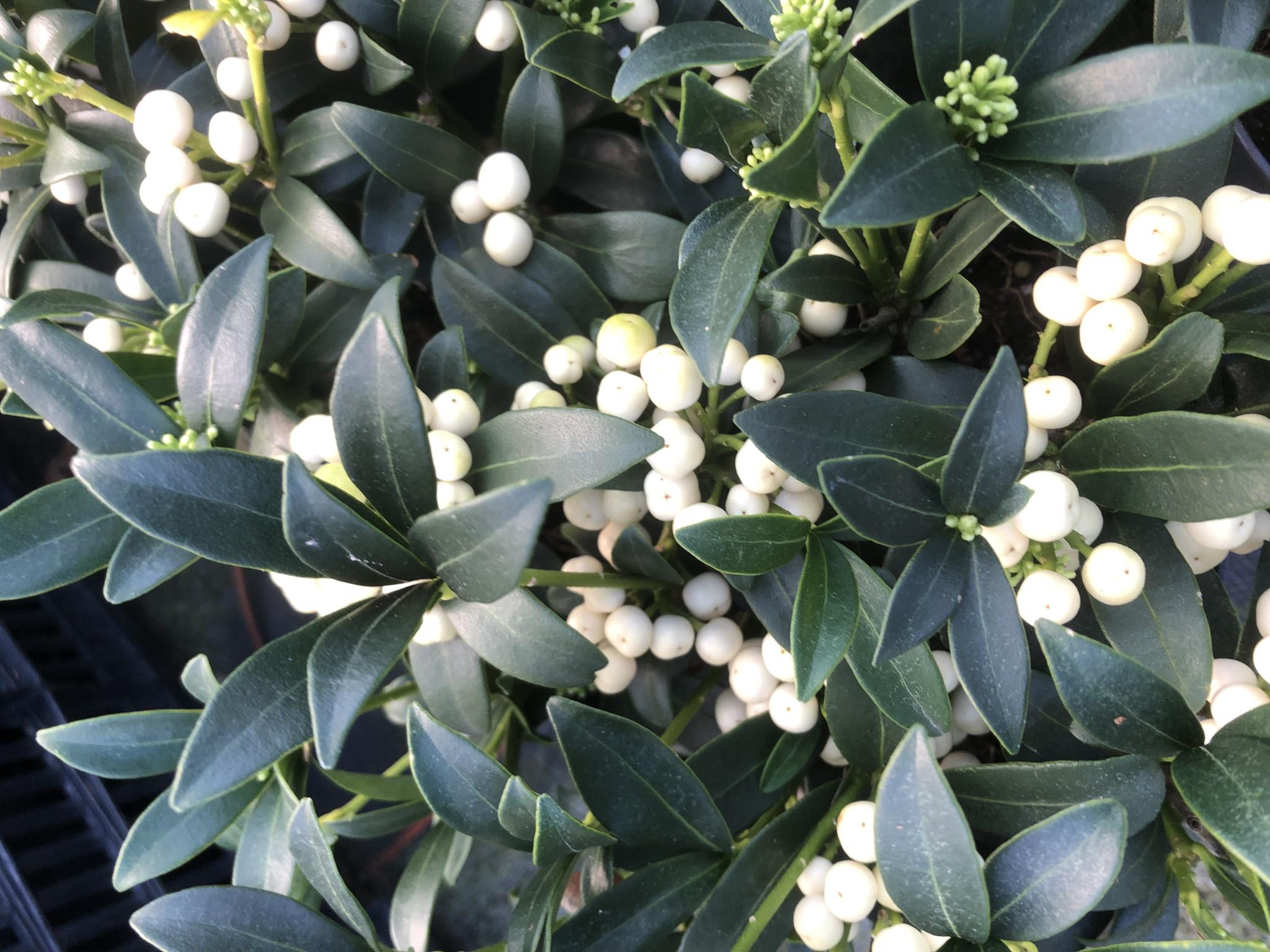 SKIMMIA japonica  Fructu Alba