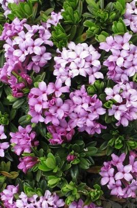 DAPHNE x susannae Cheriton