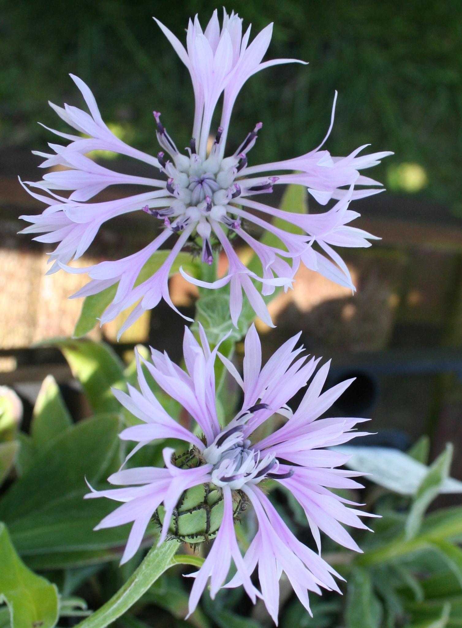 CENTAUREA montana Lilac