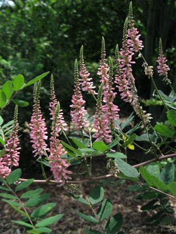 INDIGOFERA ambylantha