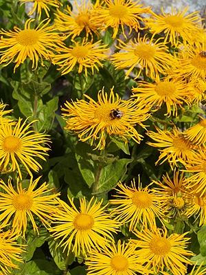 INULA  orientalis