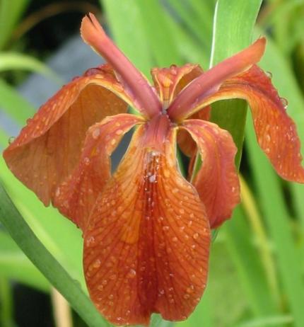 IRIS fulva