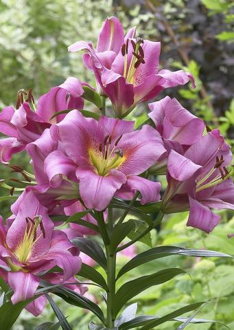 LILIUM  Purple Lady