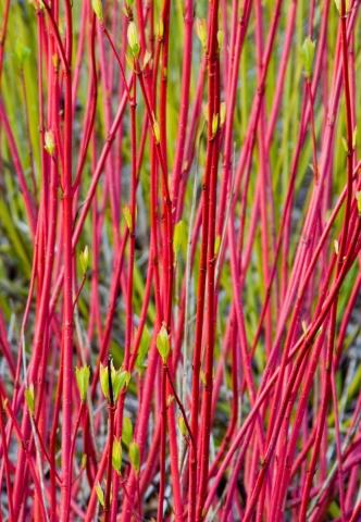 CORNUS alba siberica