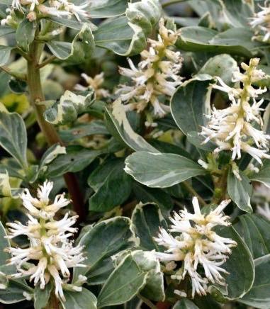 PACHYSANDRA terminalis Variegata